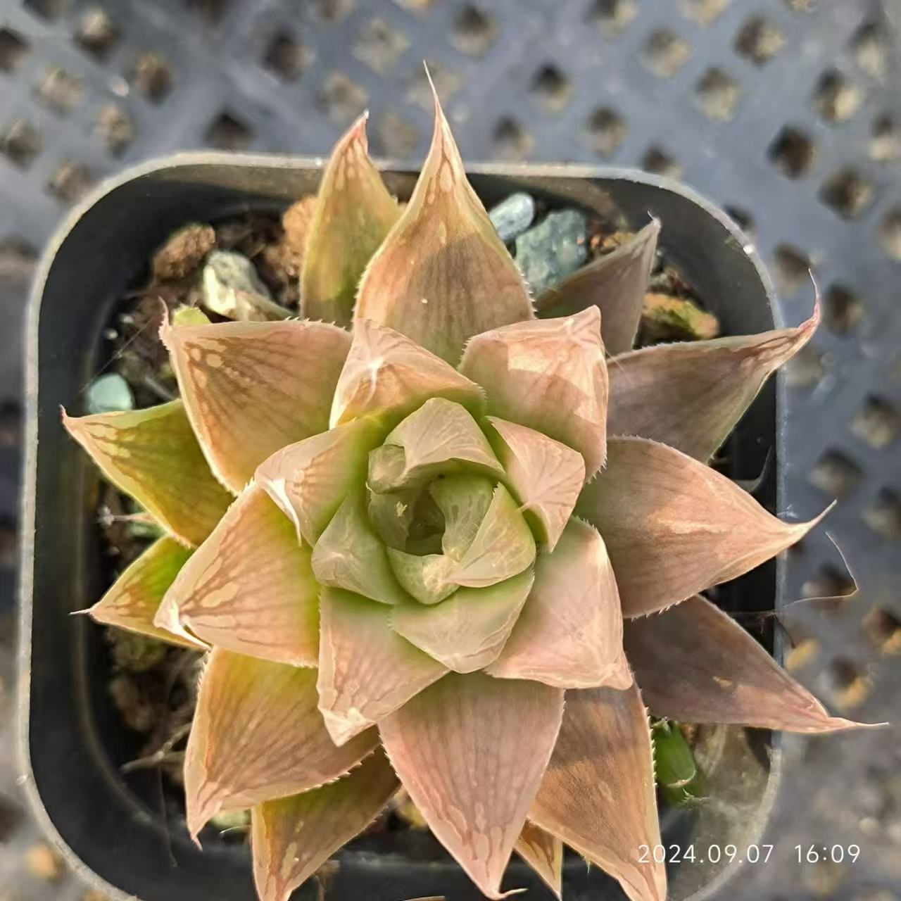 13162 ハオルチア レイトニー Hyb