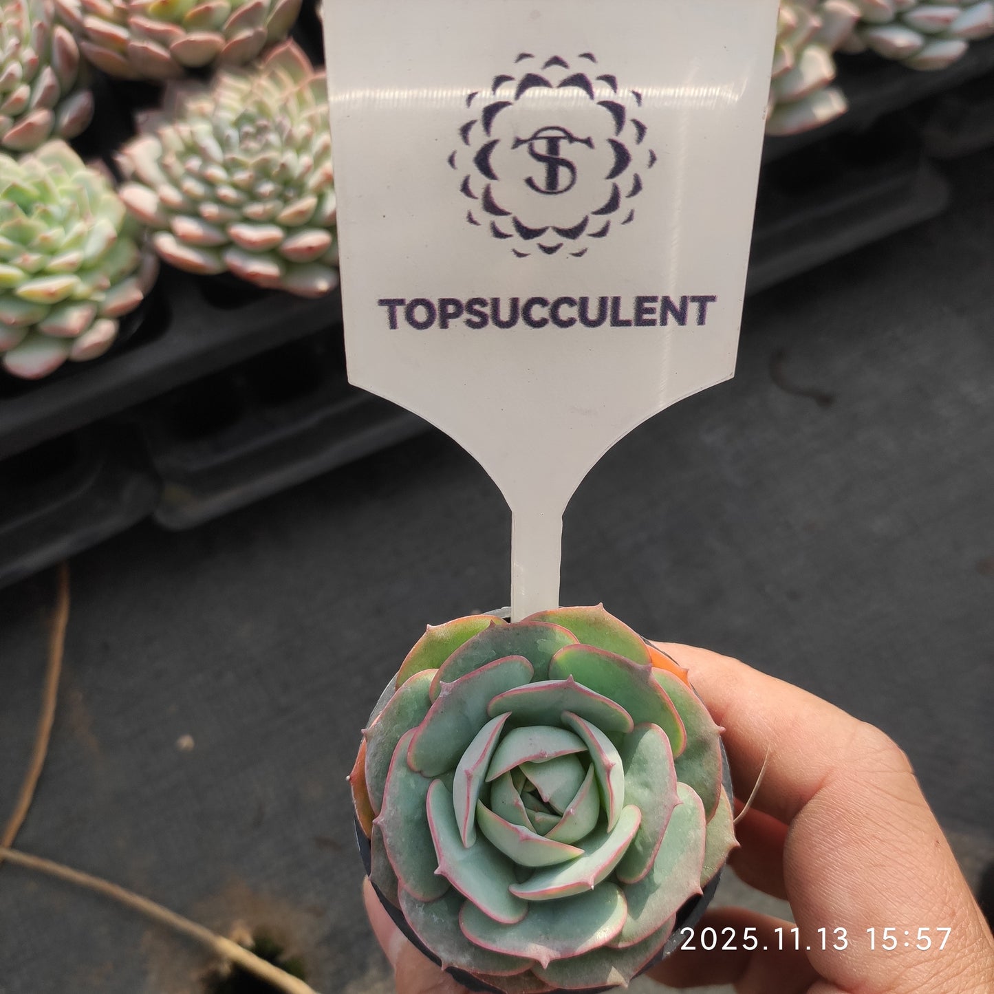 18043 クラウディア（5.5cm pot）