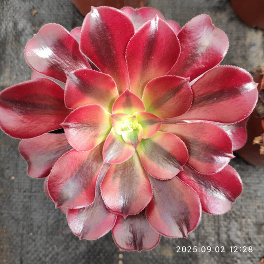 ZXX268 メドゥーサー (12cm pot)