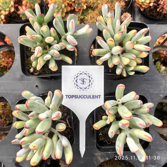 16363  オルビキュラータ錦（7cm pot）