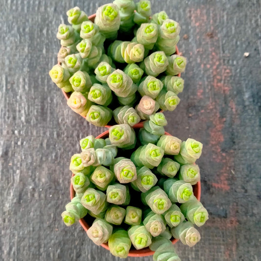 ZXX714 舞乙女（7.5cm pot）