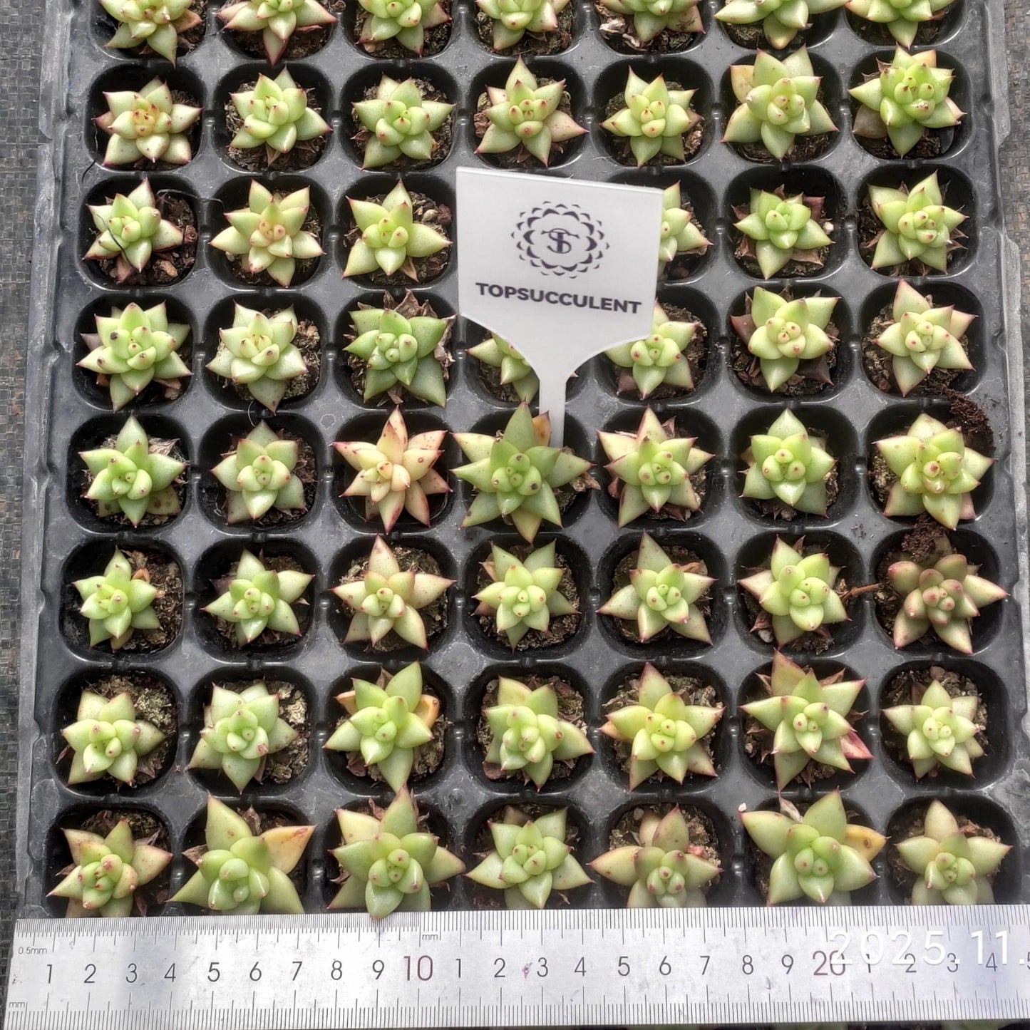 17053  ゴールドマリア（3cm pot）（ポット苗）