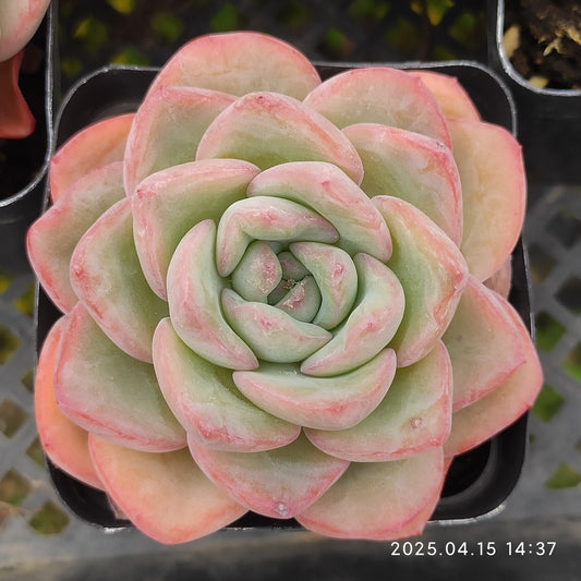 QN348 アマビレ(7cm pot)