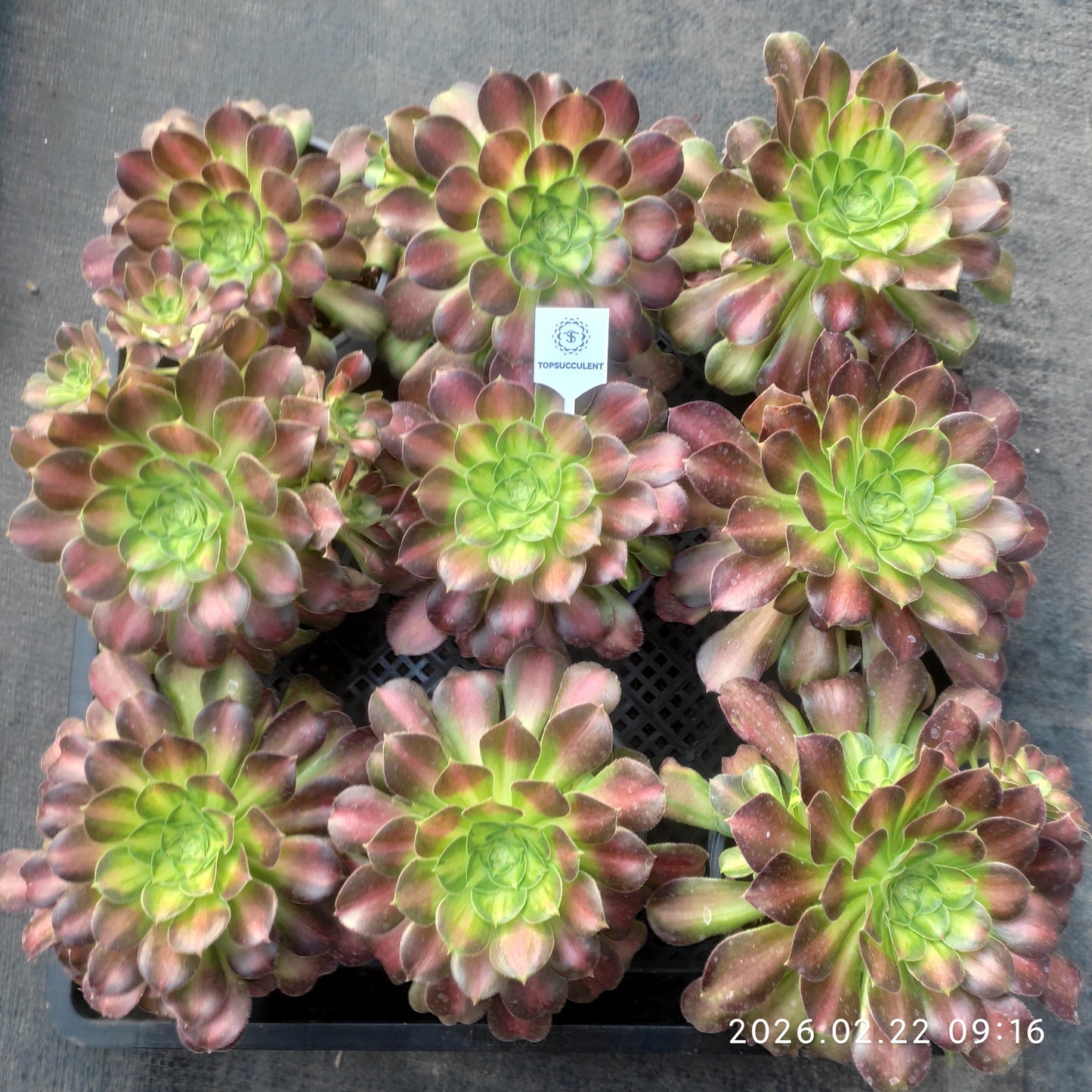 26085 アエオニウム　グロリアスユース