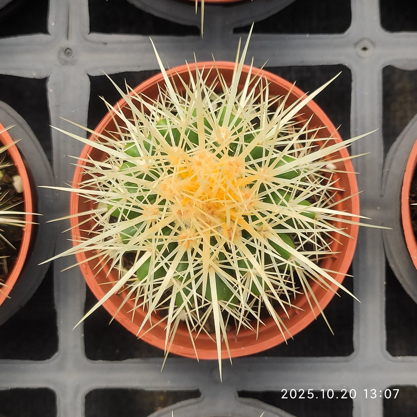 ZXX427 金鯱（7.5cm pot）