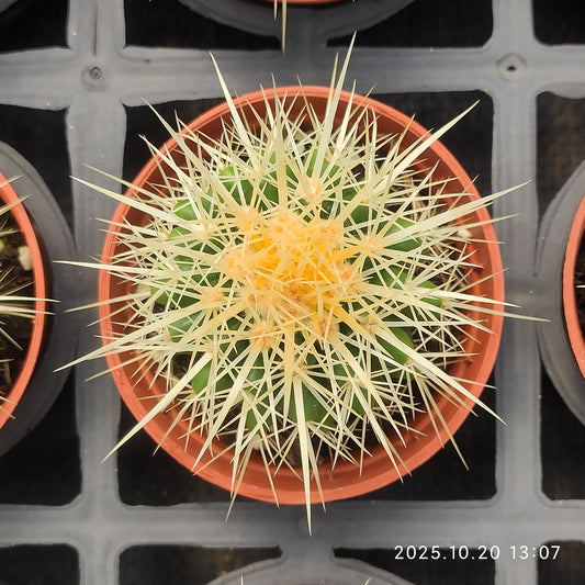 ZXX427 金鯱（7.5cm pot）