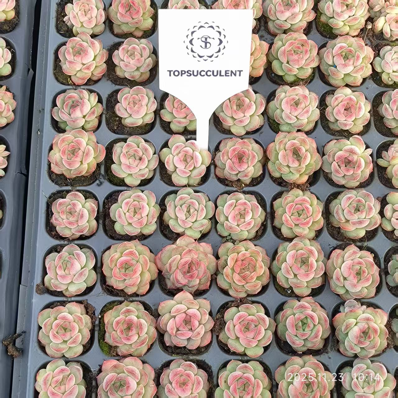 22410 アイスグレープ ジェニー（3cm pot）（ポット苗）