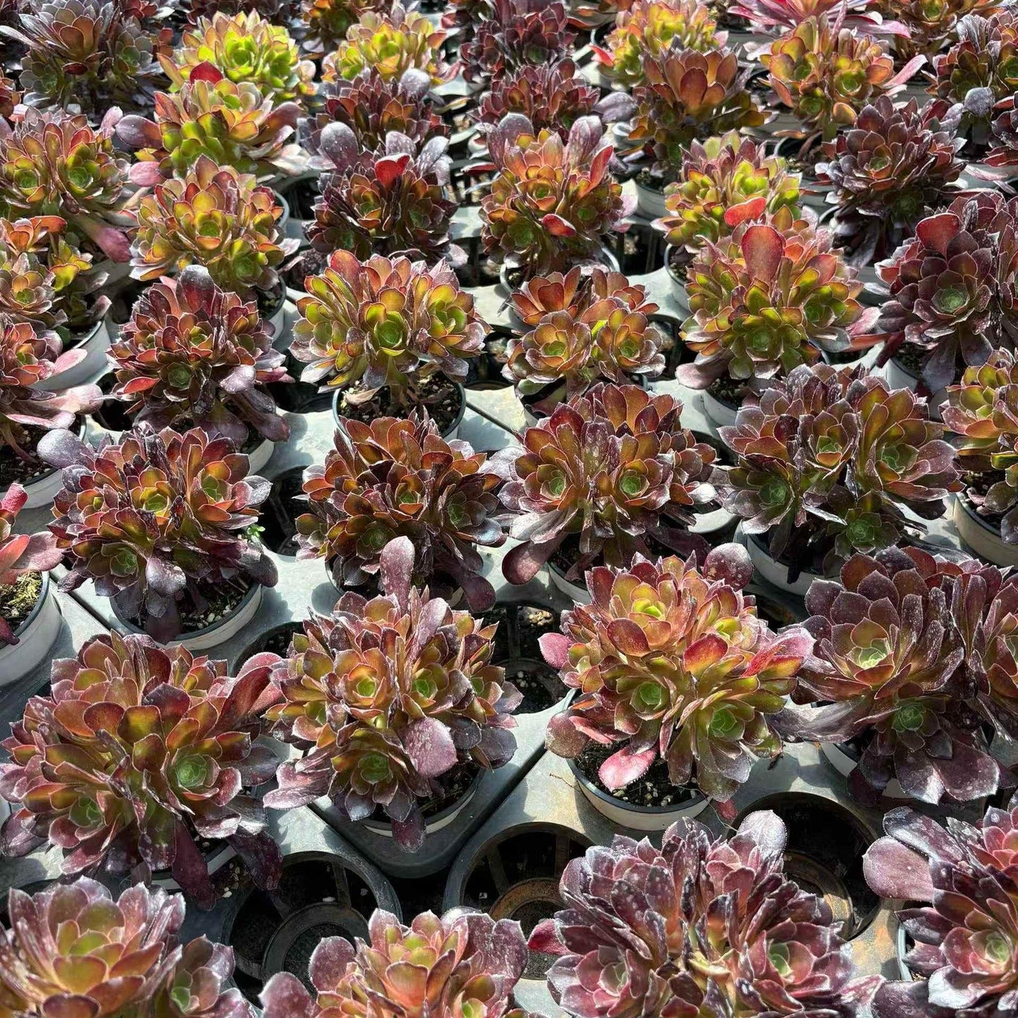 261371 ダッチ ローズ