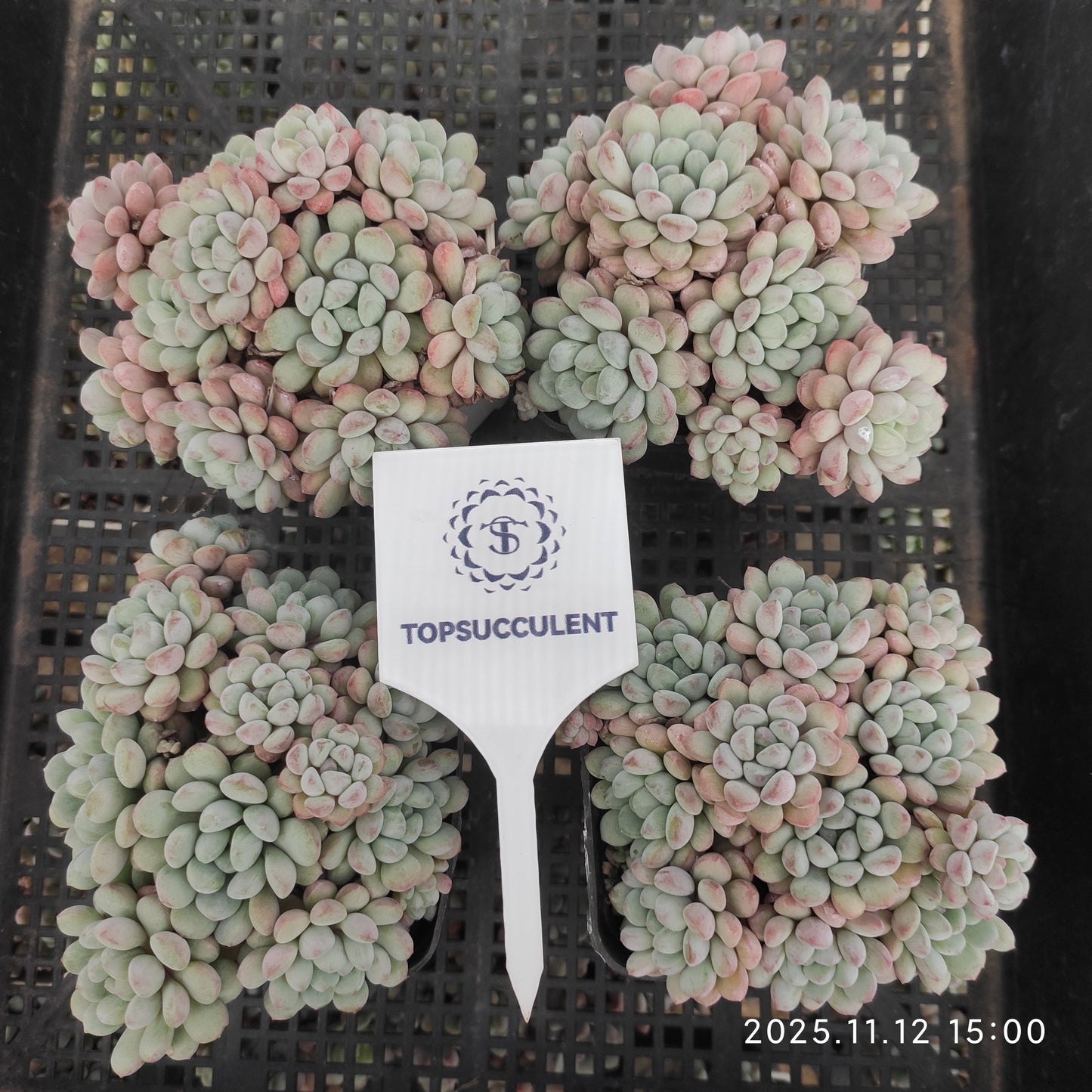 16390 リトルレッドエッグ（7cm pot）