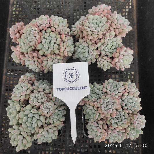 16390 リトルレッドエッグ（7cm pot）