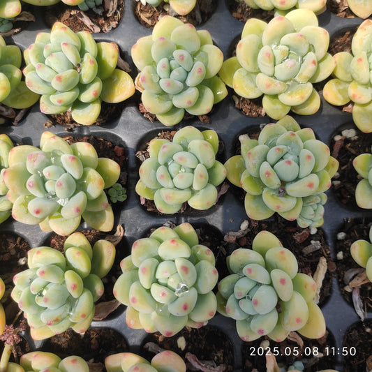 DQ142 クラバツム（3cm pot)
