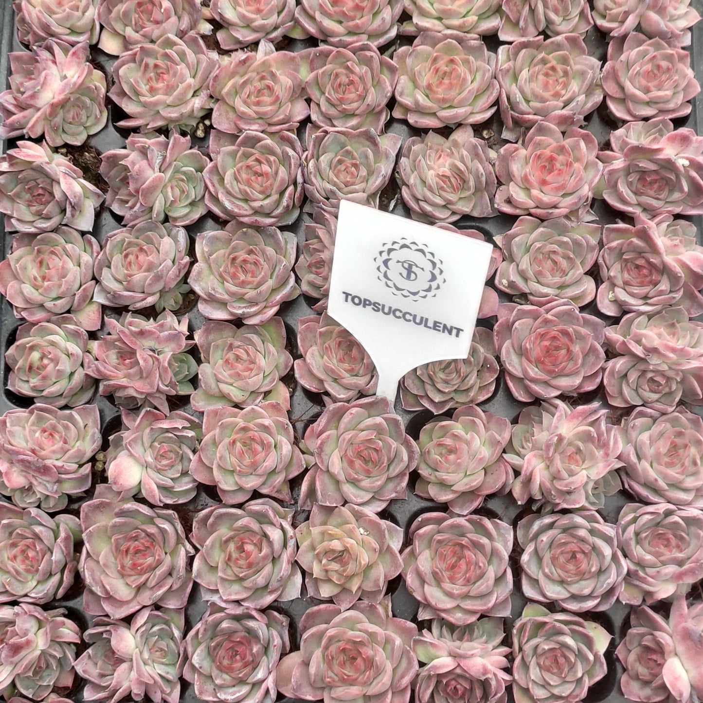 22137  ドリームスバブルズ（3cm pot）（ポット苗）