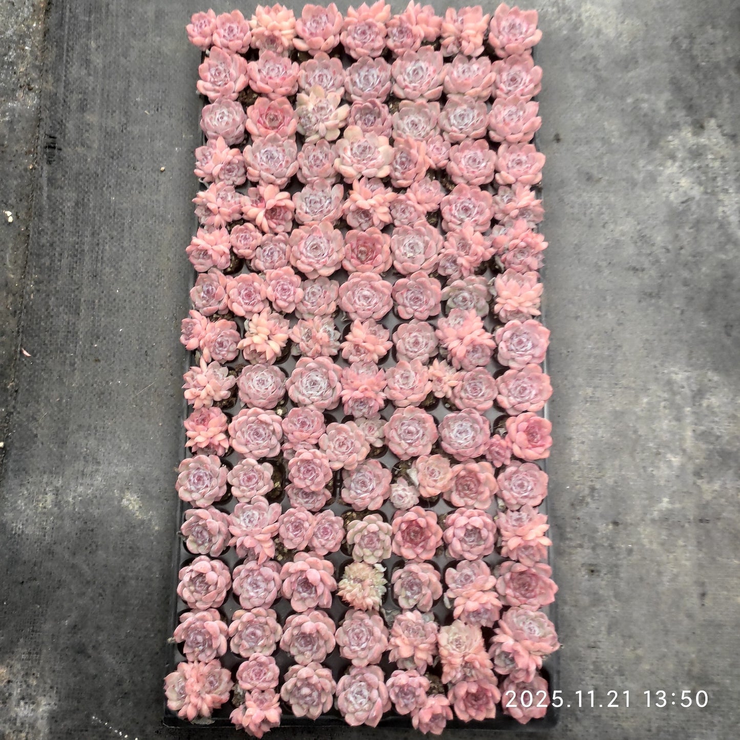 22132  アイス（3cm pot）（ポット苗）