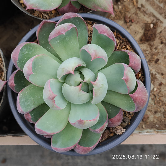 LB037 カシオ（12cm pot）