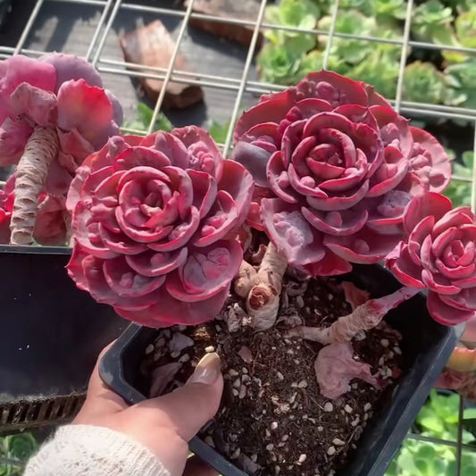 25707 レインドロップス錦