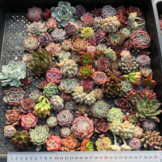 17856 ミックス苗（3cm pot）(穴トレー苗)28