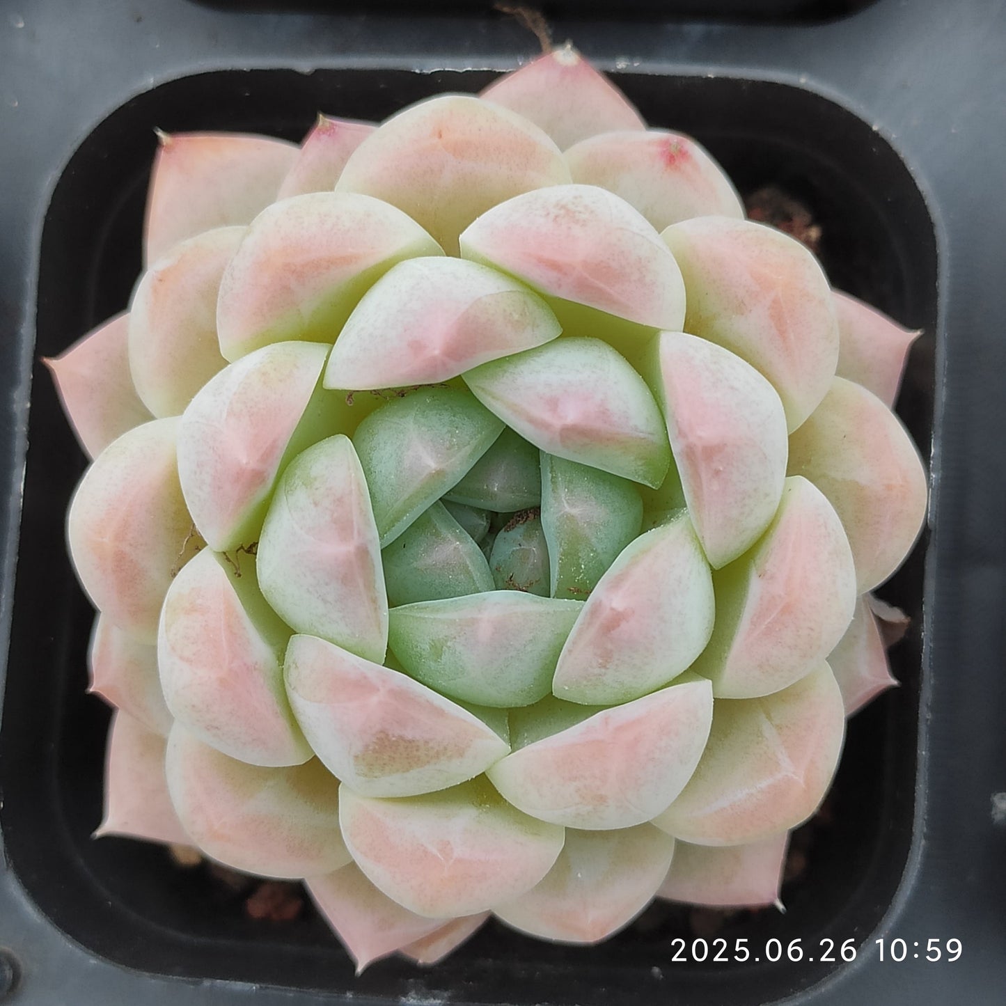 LMM401 クリームローズ Hyb（7cm pot）