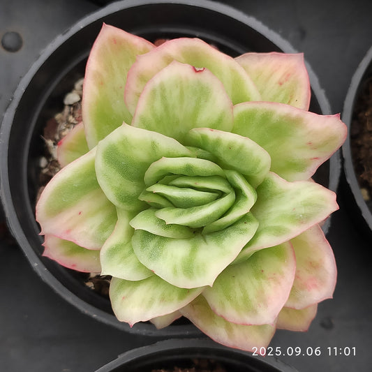 RC055 アイスローズ（9cm pot）