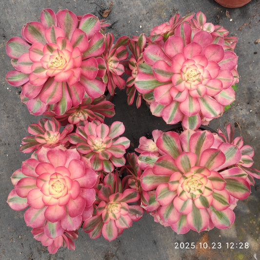 QZY009 アエオニウム　ゴージャス（17cm pot）