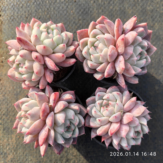 2646 ドリームスーツ