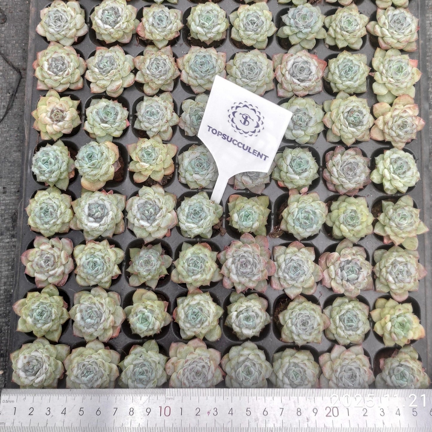 21750  アイスグレープ（3cm pot）（ポット苗）