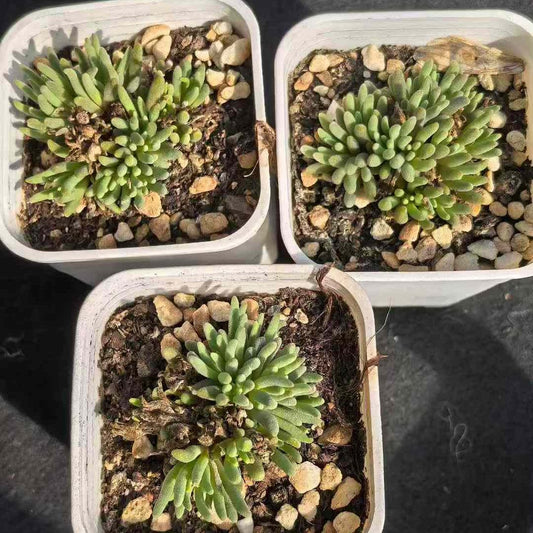 21416 スファルマンソイデズ（5.5cm pot）