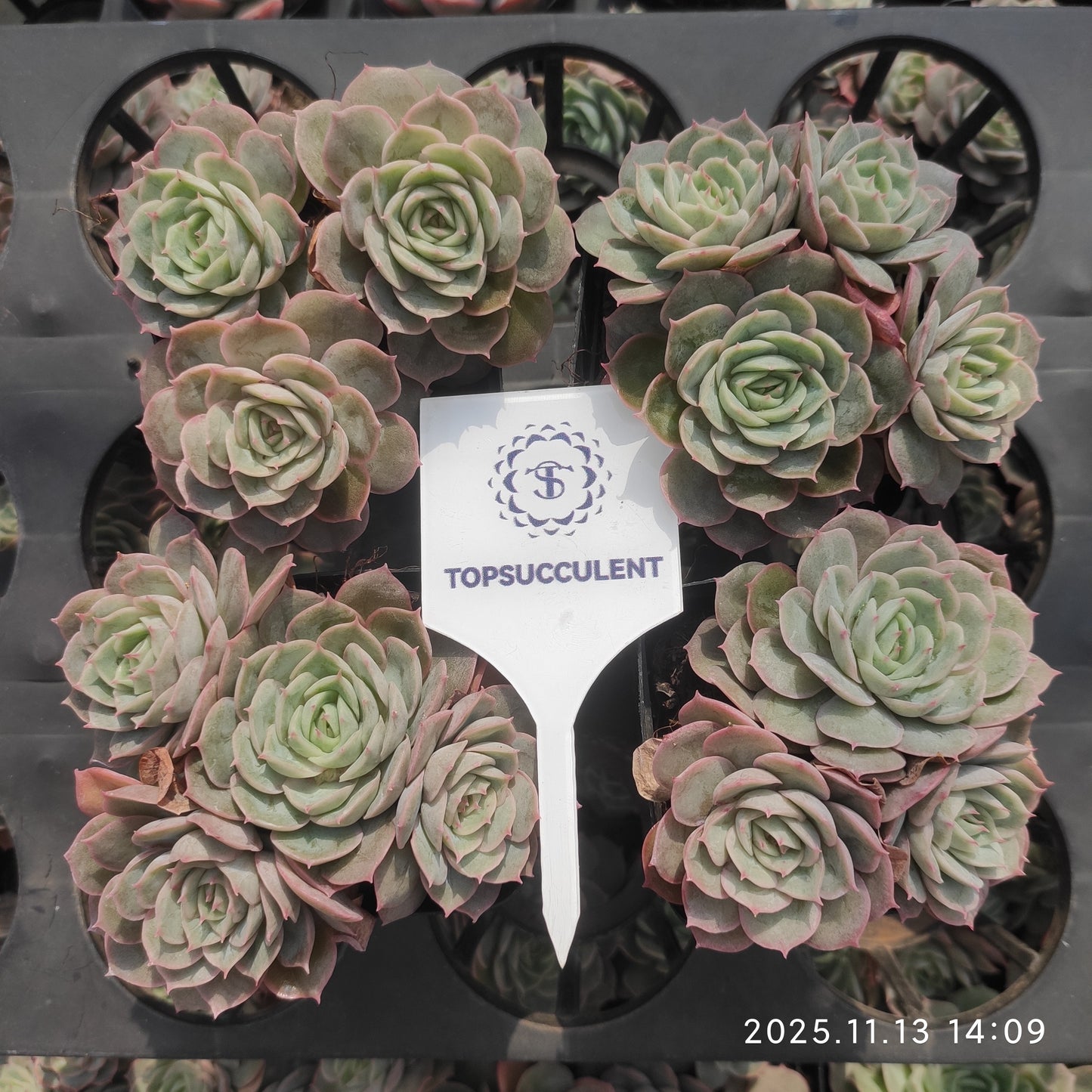 21108 オウンスロー（7cm pot）