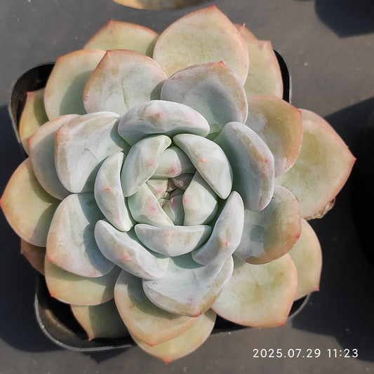 ZZA337 オレンジモンロー（7cm pot）