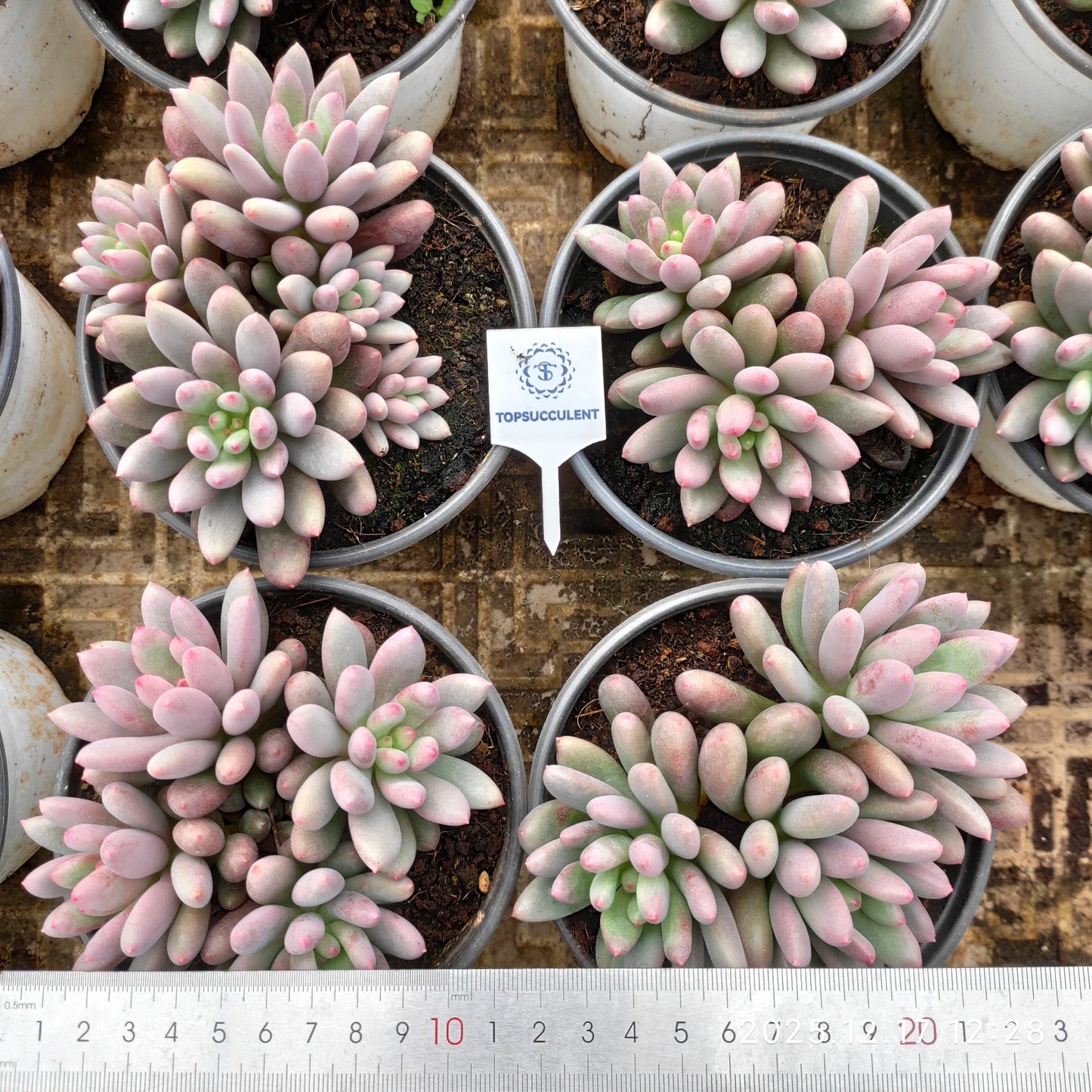 23748 ジェム　ビューティー