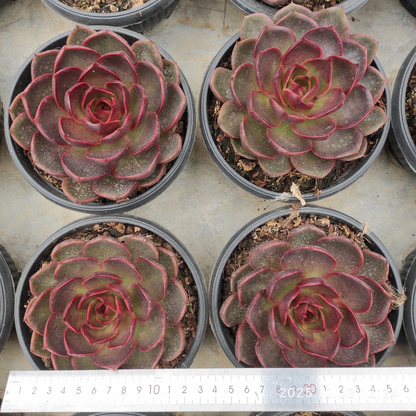 QZY005 トラフィックライト（16cm pot）