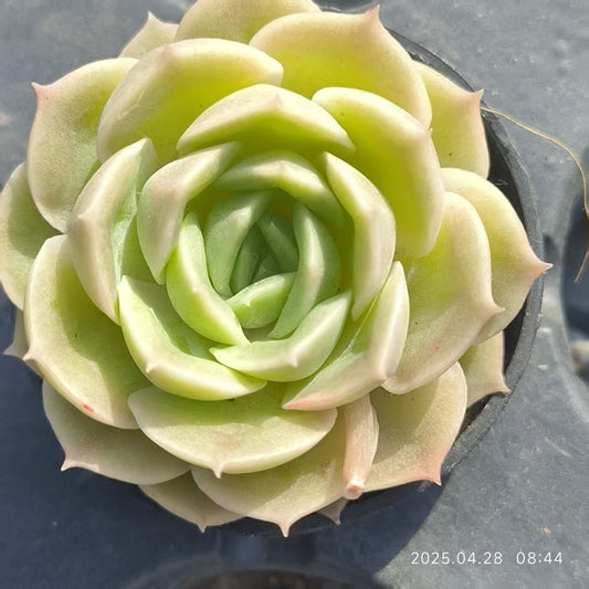 JC025 オウンスロー (5cm pot)