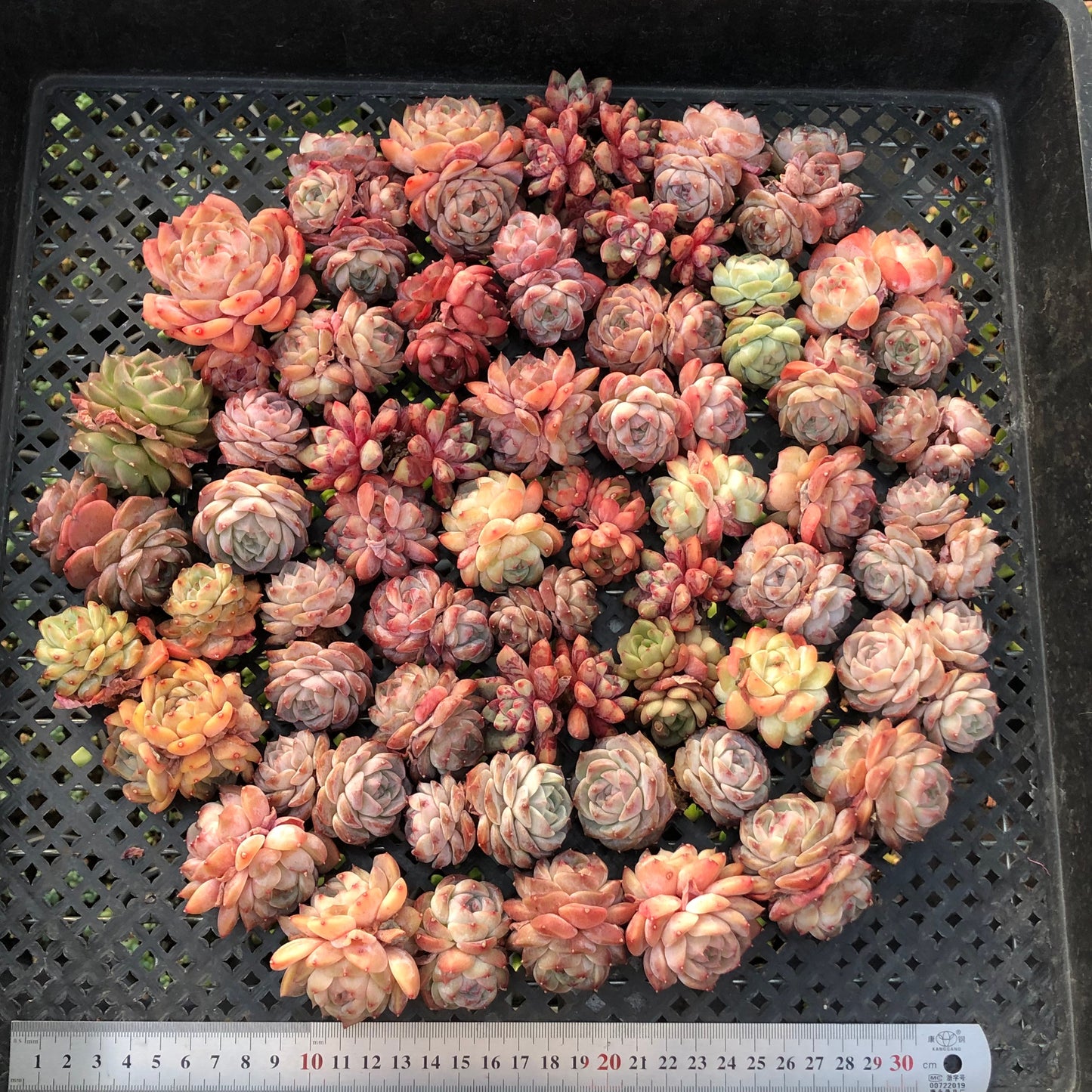 BL2121-005 ミックス苗