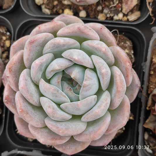 RC098 ピュアラブ（7cm pot）