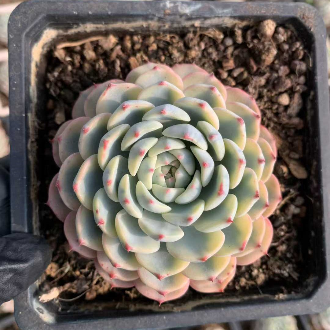 26228 ホワイトミニマ錦