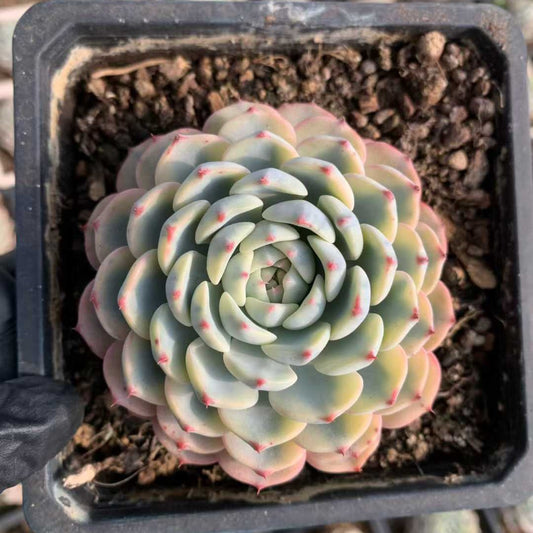 26228 ホワイトミニマ錦