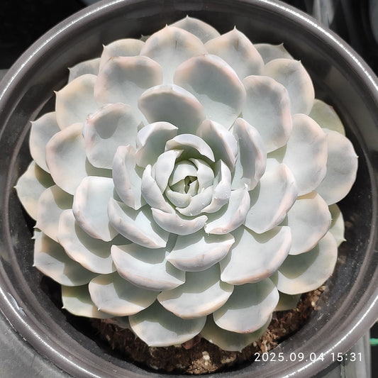 MMY957 スノーボール 錦（12cm pot）