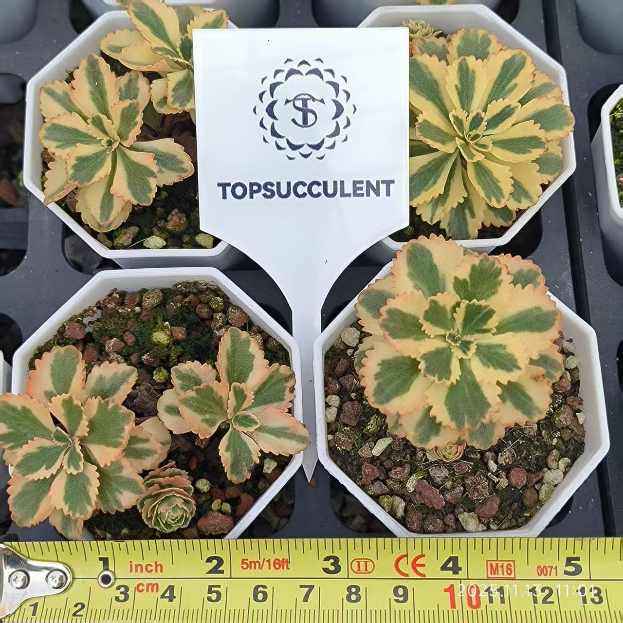 22182 アトランティス錦（6.5cm pot）