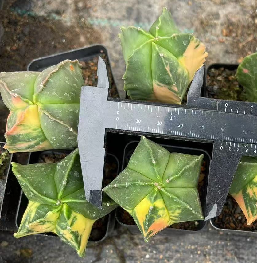 ZL701 鸞鳳玉錦（5cm pot）