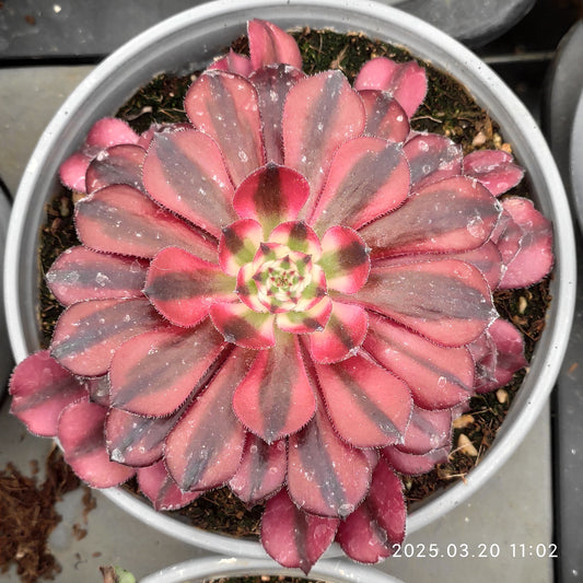 ON722 レッド　ハット（10cm pot）