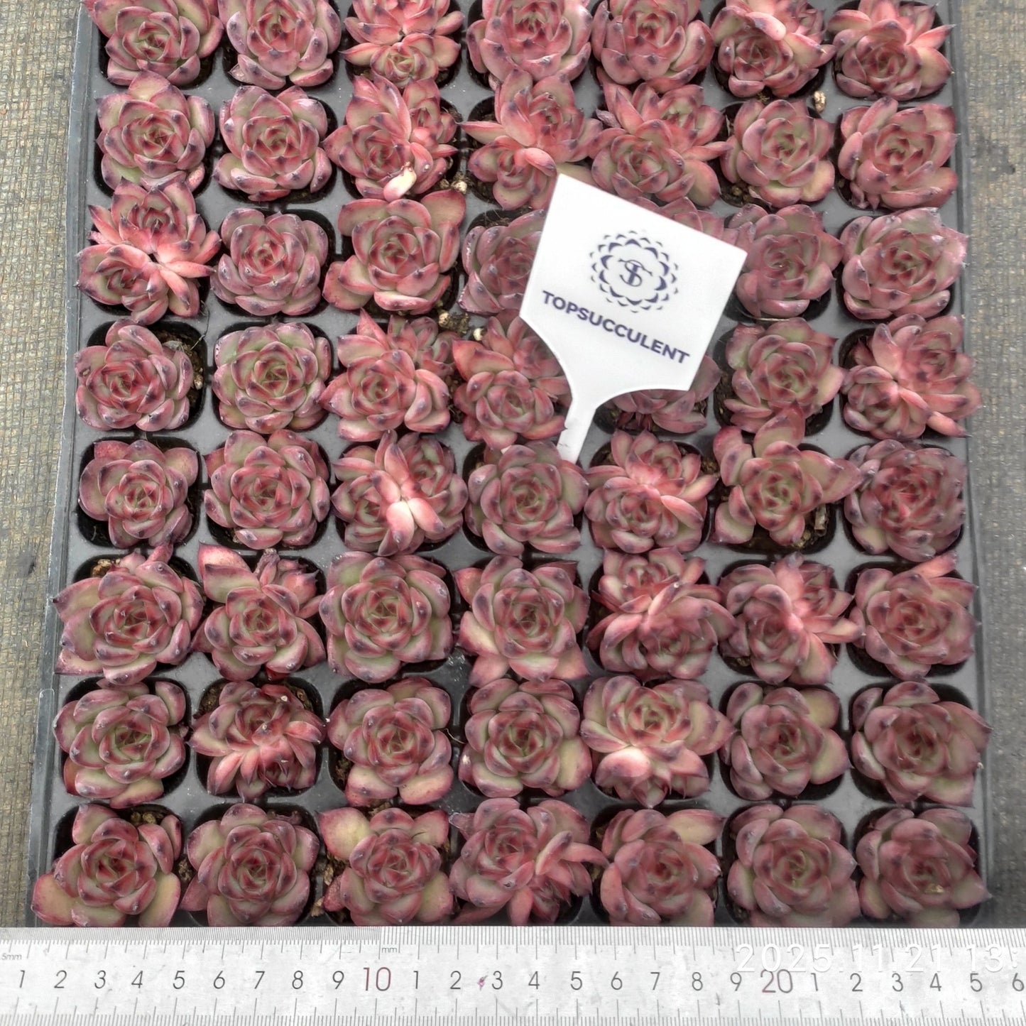 22120  ファイヤーピラー（3cm pot）（ポット苗）