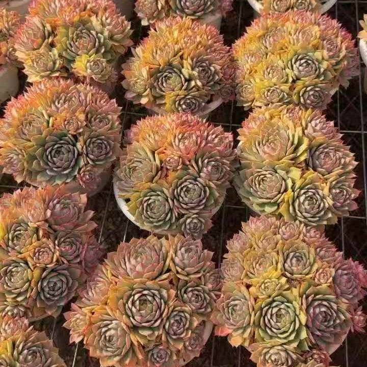 24584 リンドシアナ