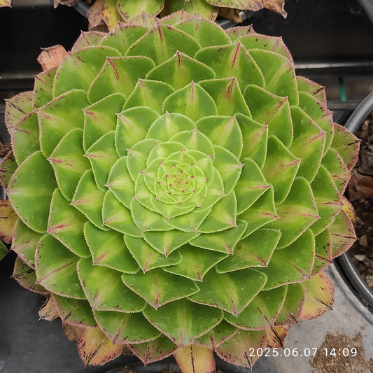 MMY1204 ノー（12cm pot）