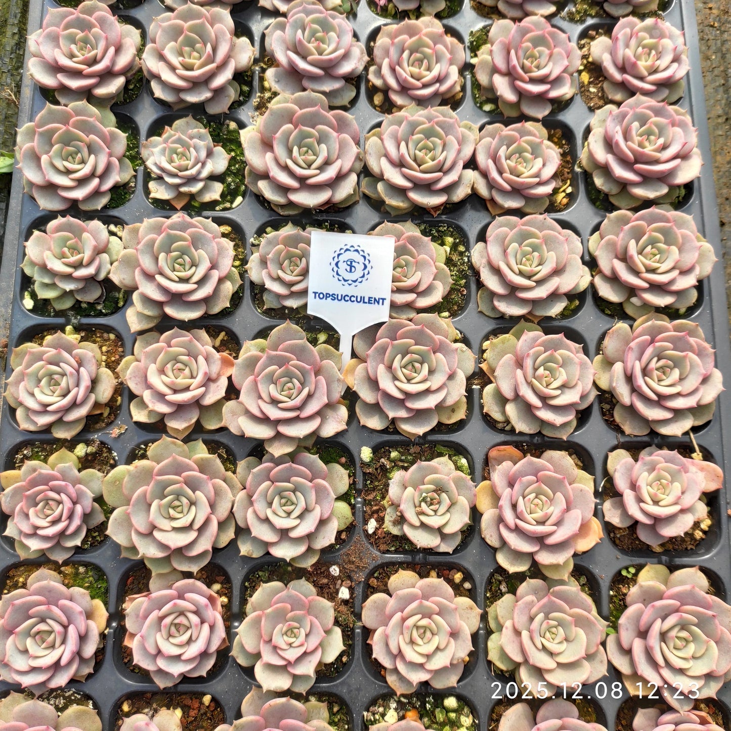 23226 ピンクバタフライ（3cm pot）（ポット苗）