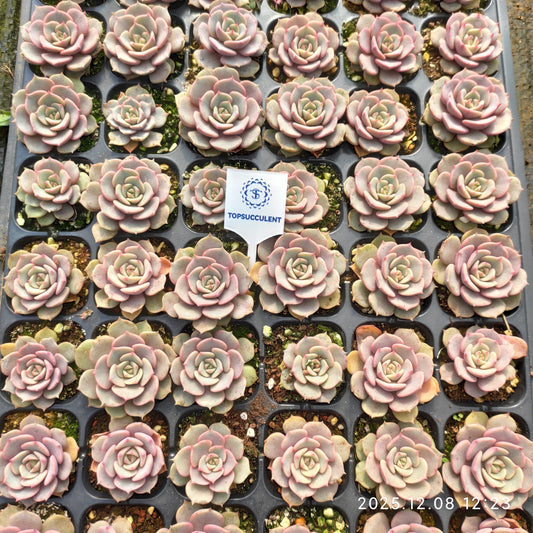 23226 ピンクバタフライ（30cm pot）