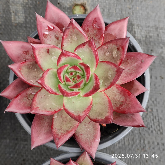 MMT853 ロカ（11cm pot）