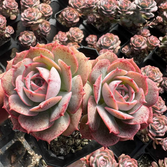 22950 クラウディア（7cm pot）