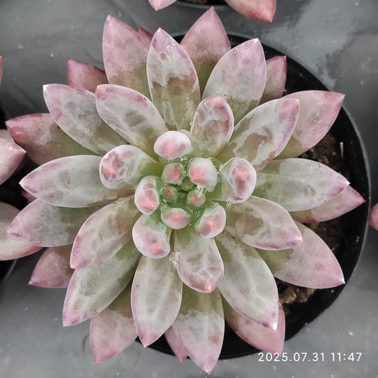 MMT839 ゴールドフィッシュ（9cm pot）