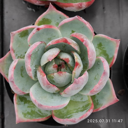 MMT763 カシオ（9 cm pot）
