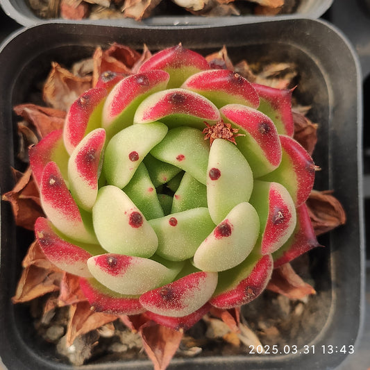 DWZ318 ブラック　フライ (7cm pot)