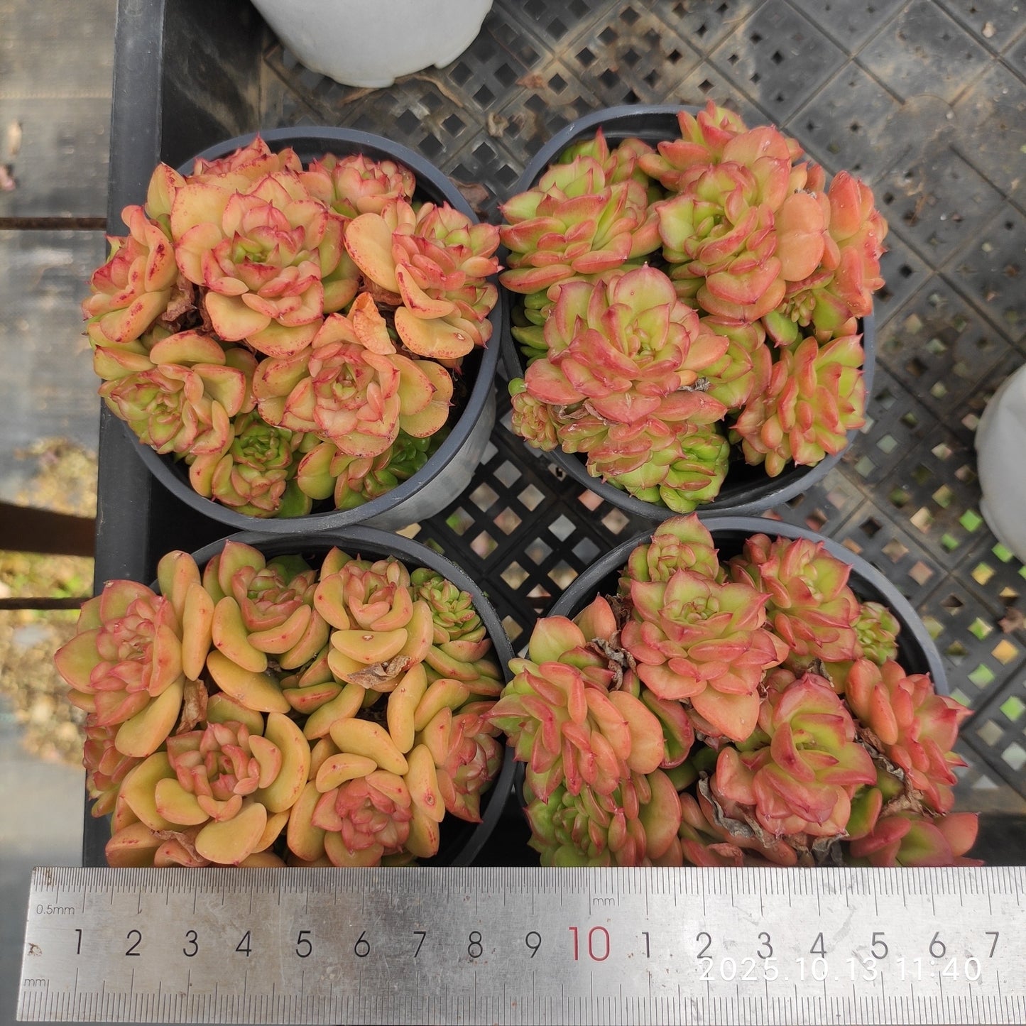 21639 ヌダ（9cm pot）